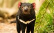 Tasmanian Devils will be affected adversely by the Rogetta mine