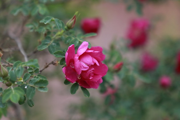 Plateau roses from NW China blossom onto global stage