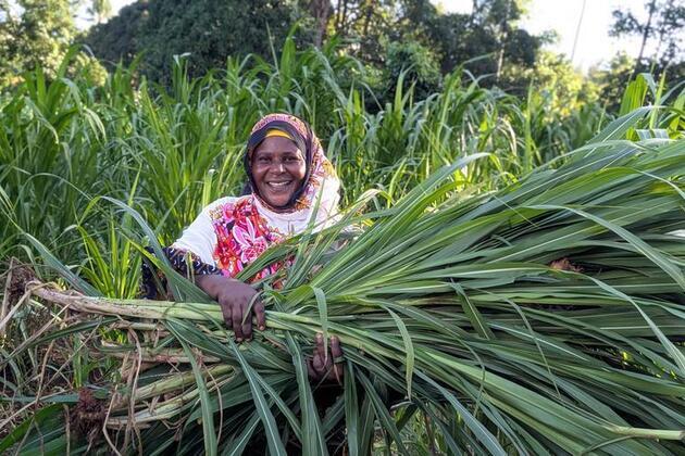 (Hello Africa) Chinese Juncao technology transforms dairy farming in Tanzania's Zanzibar