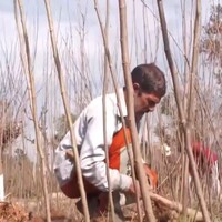 J-K:Over 1 lakh mulberry saplings distributed in Udhampur under HDB scheme
