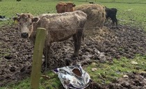 'Like reading the script of a horror movie' - Devon farmer prosecuted over 'appalling' conditions for livestock on Honiton Farm