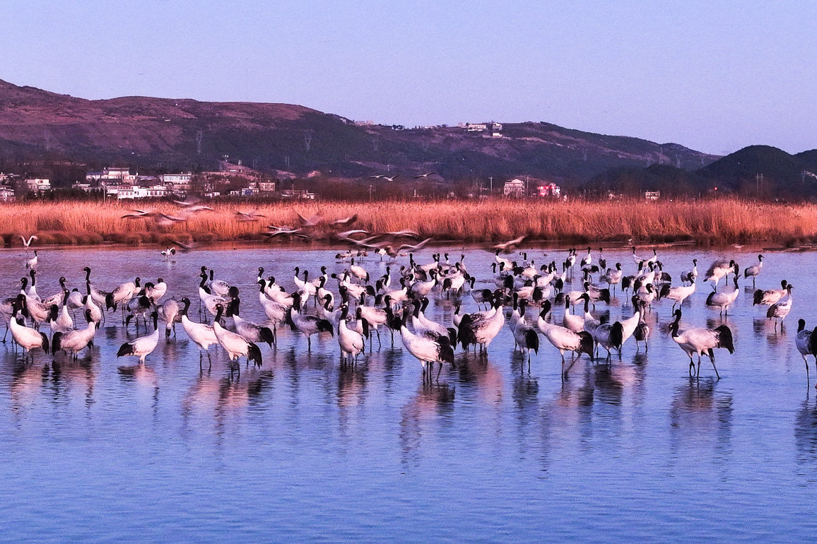 CHINA-GUIZHOU-CAOHAI NATURE RESERVE-BLACK-NECKED CRANES (CN)
