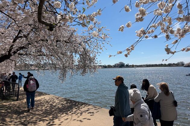 Washington DC's Cherry Blossoms reach peak bloom, delight visitors