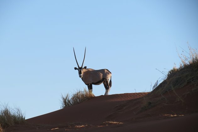 How to reverse global wildlife declines by 2050