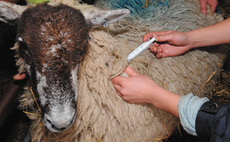 Bluetongue 'soul destroying' for farm vets
