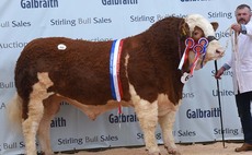 Simmentals top at 28,000gns with a record February average