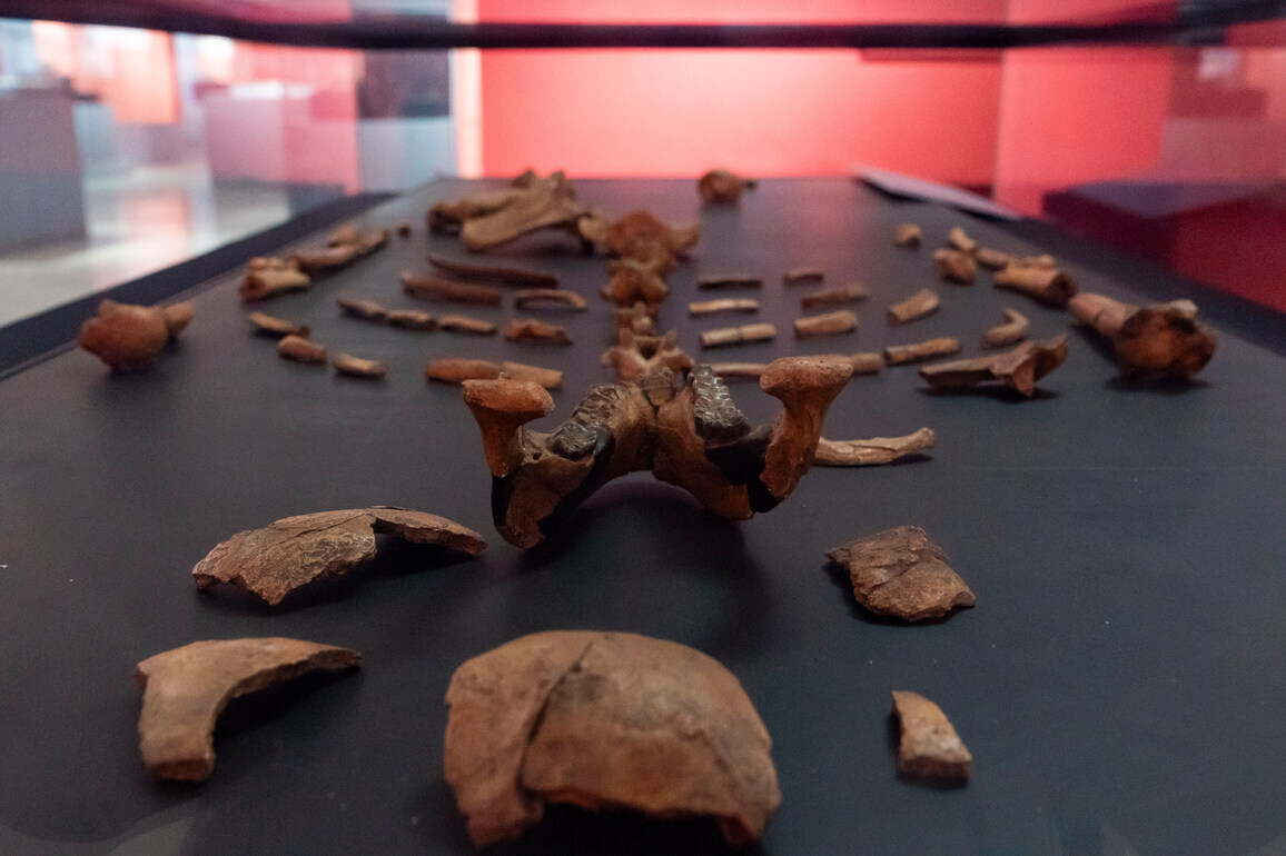 ETHIOPIA-ADDIS ABABA-NATIONAL MUSEUM