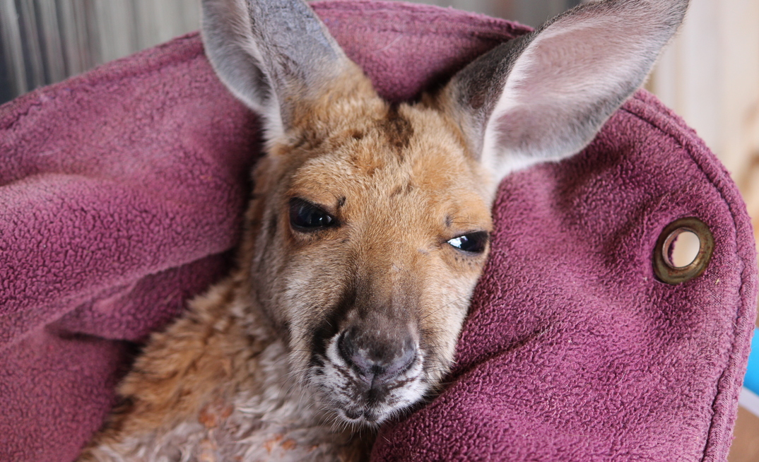 A Kathleen Valley local.