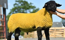 Suffolk breed record smashed at Ballymena