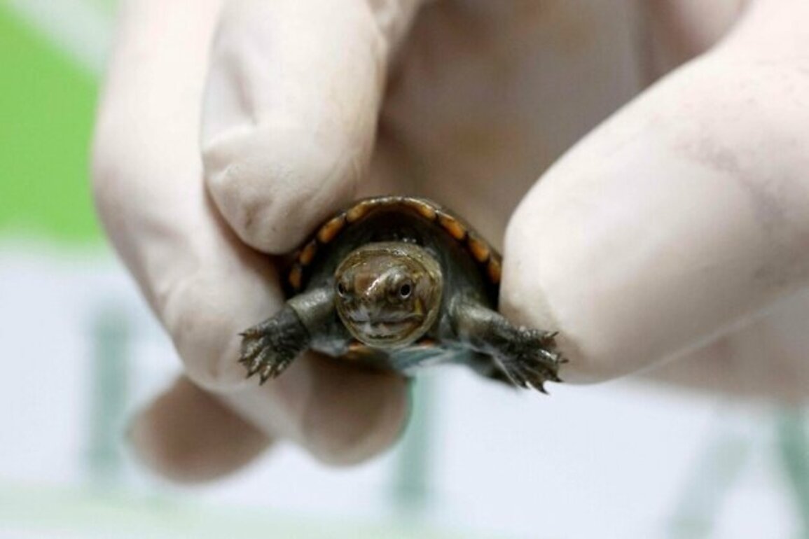 World's smallest freshwater turtle hatches at Mexican zoo