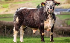 Using Longhorn genetics to produce beef from the dairy herd