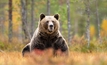  bear Credit: Erik Mandre, Shutterstock