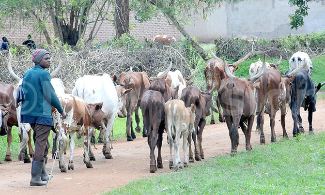 CSOs hunt for emergency fund for fall army worm, foot and mouth disease CSOs hunt for emergency fund for fall army worm, foot and mouth disease