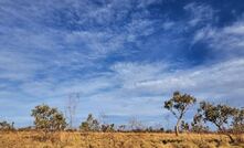 Spinifex grassland with emergent wispy shrubs of Acacia subtilliformis in the foreground.