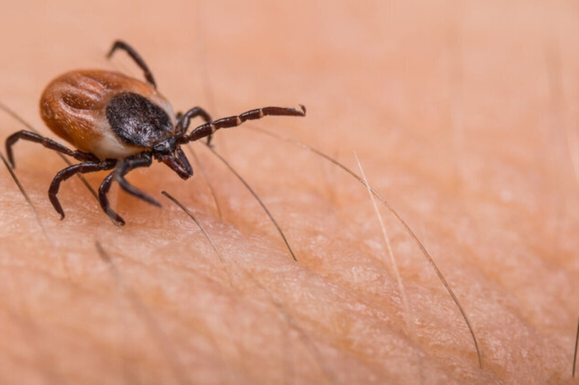 OH university researchers see evidence of tick growth, disease