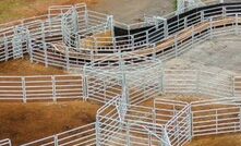 Speeding up cattle work in Victoria