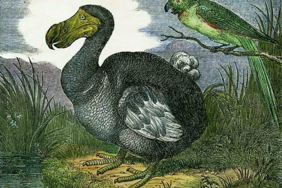 Dodo 2.0: how close are we to the return of this long extinct bird?
