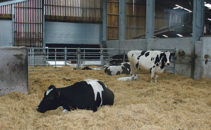 About 80% of milk fever cases occur within 24 hours of calving.
