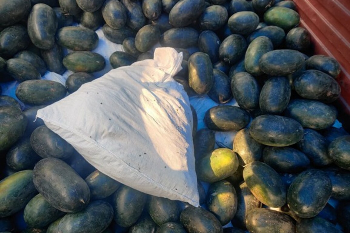 Delhi Police bust interstate drug syndicate, seize 348 kg of ganja