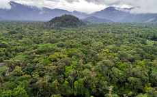 'Landmark agreement': Microsoft inks CO2 removal deal with Rainforest Builder 