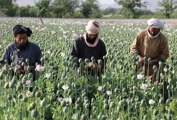 Afghan heroin shortage could lead to more overdose deaths UN