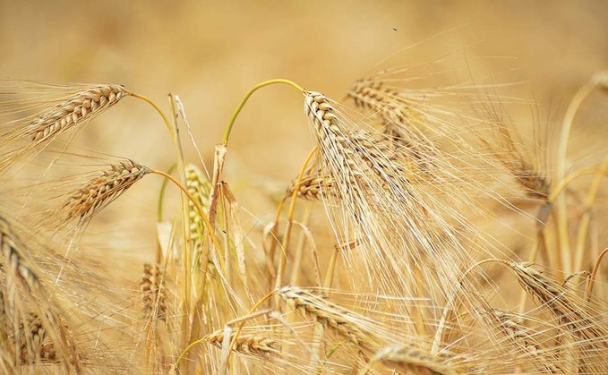 GB cereal and grass seed exports banned from the EU and NI