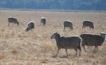  Sheep producers left in limbo as they wait to find out when and how live sheep export will be phased out. Picture Mark Saunders.