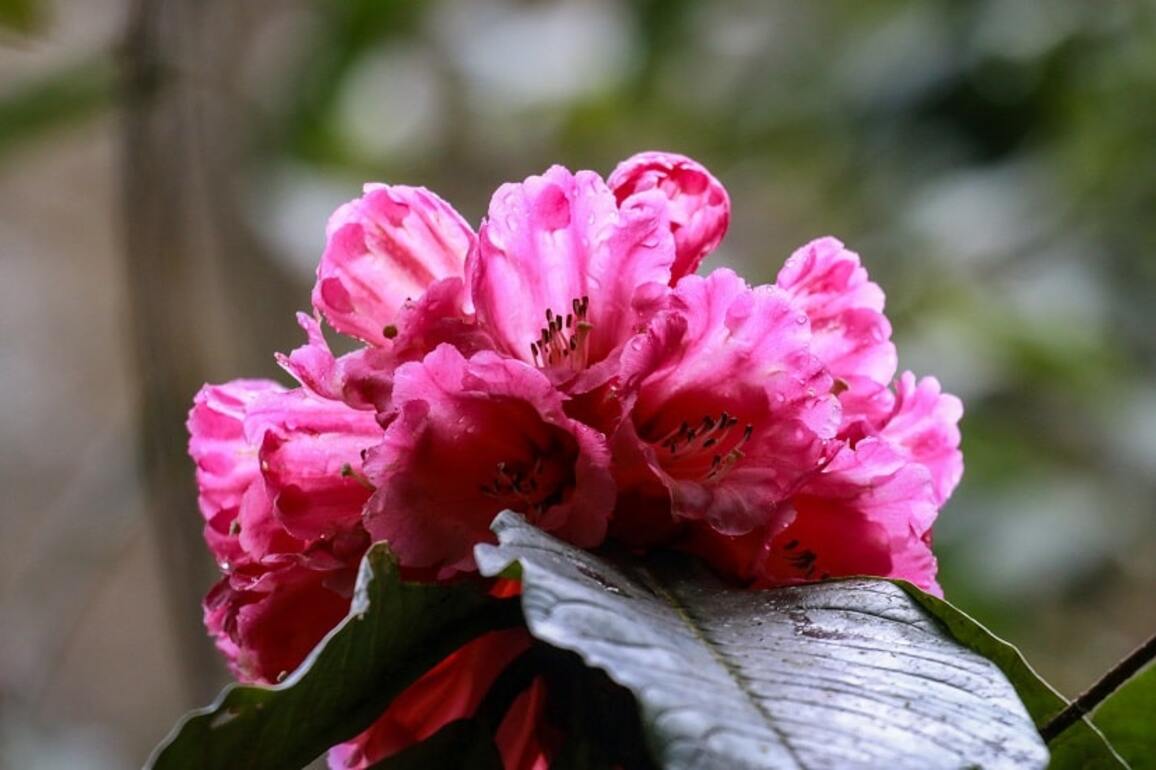 Safeguarding biodiversity wonderland in southwest China