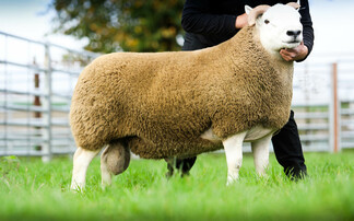 Cheviot hill rams to £18,000