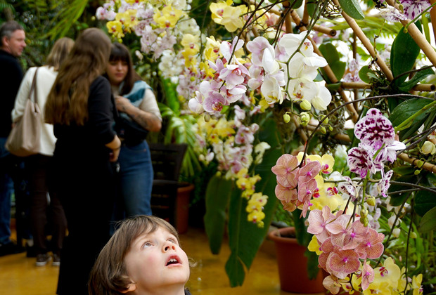 CZECH REPUBLIC-PRAGUE-ORCHID EXHIBITION