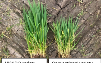 Partner Insight: Grow Winter Barley with Confidence: Reliable Results, Season After Season