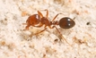 Gladstone set to eradicate fire ants within months