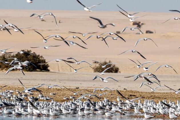 Egypt's Fayoum wetlands find new life as sanctuary for migratory birds