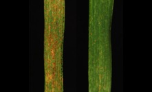  A side-by-side comparison of rust protection and no protection (left) in wheat. Picture courtesy University of Minnesota.  