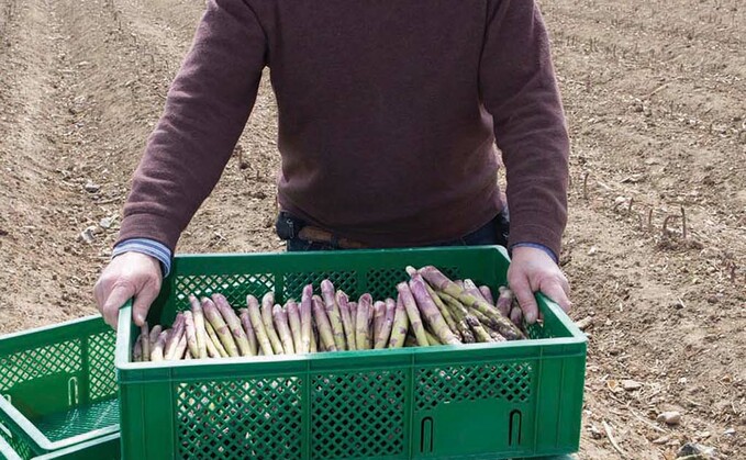 Andy Allen, asparagus supplier, Norfolk