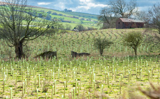 Petition encourages Welsh Government to re-think tree planting strategy in the Sustainable Farming Scheme