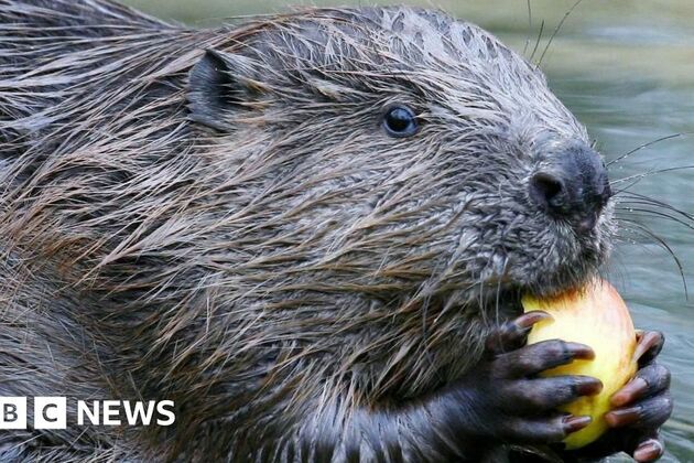 Beaver activists claim they are &#39;doing God&#39;s work&#39;