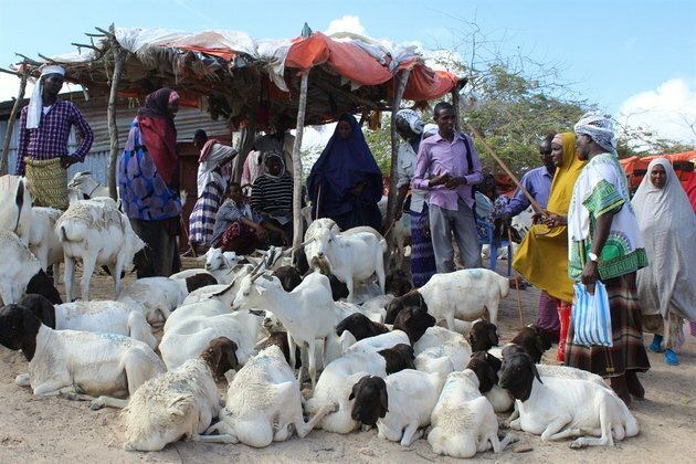 Restricted Hajj hits Somalia&#039;s livestock economy