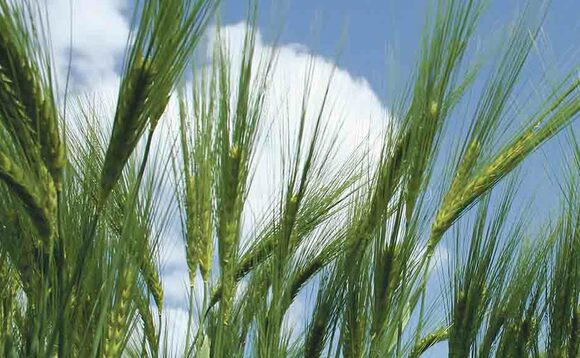 Cereals Live: Hybrid barley and BYDV apps updated
