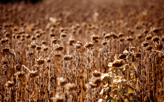 'The impacts are already severe': Almost all of Europe experienced above-average temperatures in 2025