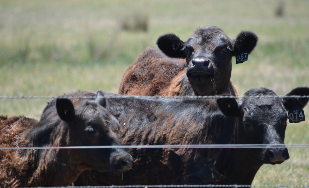 The beef cattle market recovered in 2024, with Rural Bank predicting a positive outlook for the year ahead.