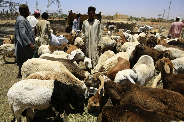 SUDAN-OMDURMAN-EID AL-ADHA-LIVESTOCK MARKET