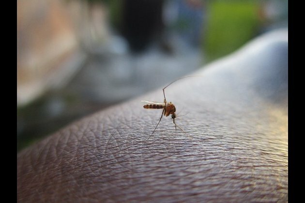 Dengue outbreak in Karachi, over 1,100 test positive in eight days