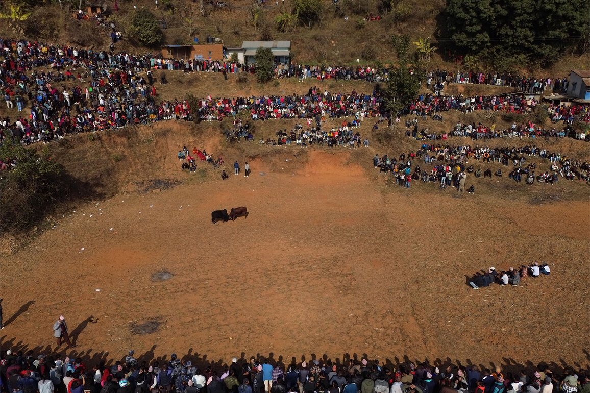 Nepali villagers struggle to keep age old bull-fight tradition alive