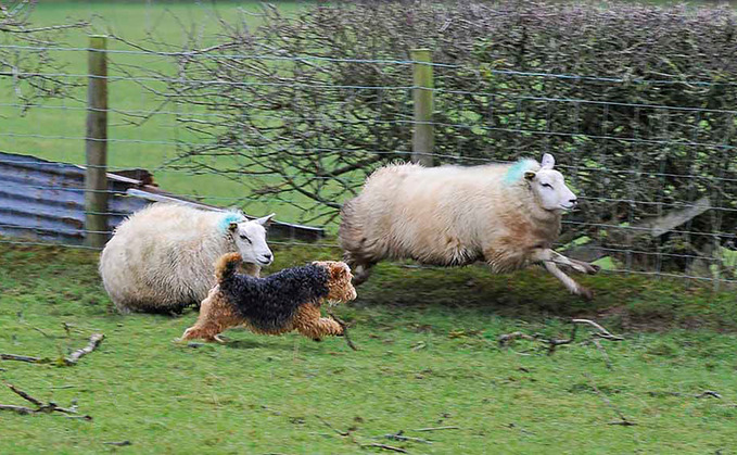 DNA from rogue dogs to be used in crackdown on sheep worrying