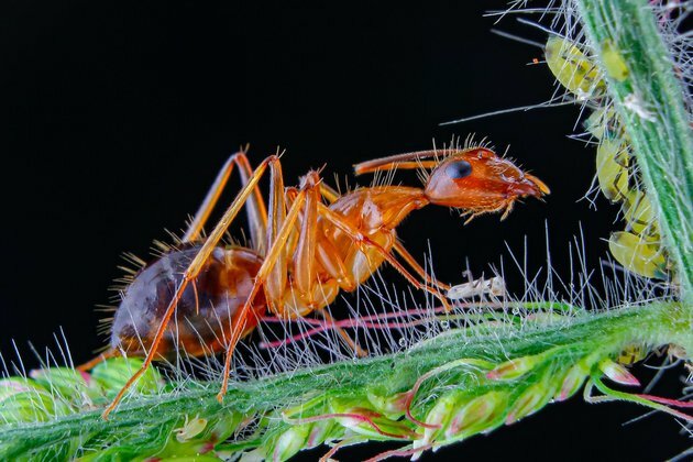 Why invasive ants are a silent threat to our ecosystems