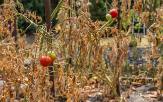 How investment in UK horticulture could yield a more climate resilient food system