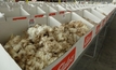 Wool prices strong and continuing to strengthen