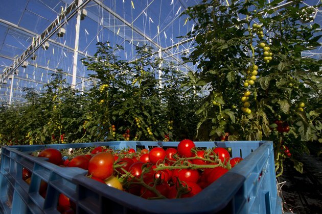 Can the heat from running computers help grow our food? It&#039;s complicated