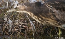 Riverina rice growing positively impacts endangered bird